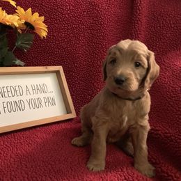 Goldendoodle Puppies from Goldendoodlefamily