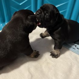 French Bulldog Puppies from Stratton Kennel