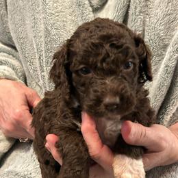 Reesie's - Brown and white female Bernedoodle puppy in Westminster, South Carolina from Goldendoodlepuppiessc