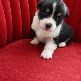 Marley - Black and tan male Pembroke Welsh Corgi puppy in Ramona, Oklahoma from Eden Farms Corgis