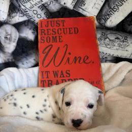 Merlot - White and black female Dalmatian puppy in Claremore, Oklahoma from Lotsofdots Dalmatians