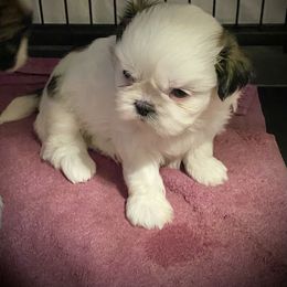 Shih Tzu Puppies from Willow Lane Shih Tzus