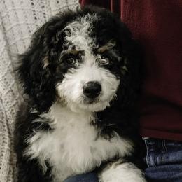Mint Collar Girl - Tri-color Bernedoodle puppy in Hebron, Indiana from Duneland Doodles