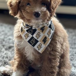 Goldendoodles from PawPrint Companions