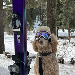 Anningan - Poodle