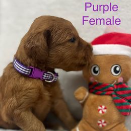 Girl 3 - Red  female Goldendoodle puppy in Etowah, North Carolina from Lance Doodle Farm
