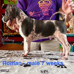 Roman - White and black male American Hairless Terrier puppy in Smith Center, Kansas from Wilsong Kennel