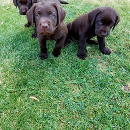Labrador Retriever Puppies from Lost River Labradors