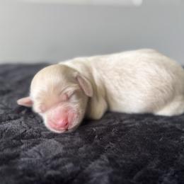 Sky's Creamy dream - Cream female Dachshund puppy in Mooresboro, North Carolina from Walker Family Pups