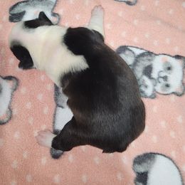 Companion Cross and French Bulldog Puppies from Legends Frenchton's, French Bulldogs & French Bullhuahua's