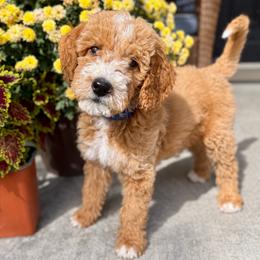 Jack - Red male Bernedoodle puppy in Springville, Utah from Oodles of Bernedoodles
