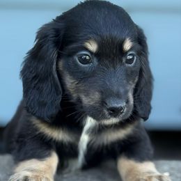 Max - Black and cream male Dachshund puppy in Salem, Oregon from Longdox Mini Dachshunds