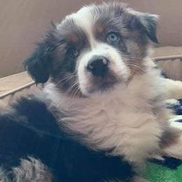 Australian Shepherds from BAR A AUSSIES