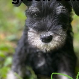Trakr - Miniature Schnauzer puppy from Four Seasons Schnauzers
