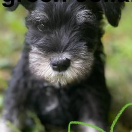 Trakr - Miniature Schnauzer puppy from Four Seasons Schnauzers