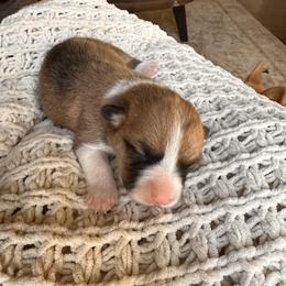 April - Red female Pembroke Welsh Corgi puppy in Springfield, Missouri from Hansen Corgis