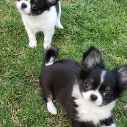 Chihuahua Puppies from Toyville Chihuahuas