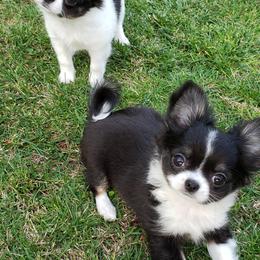 Chihuahua Puppies from Toyville Chihuahuas