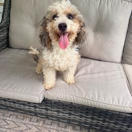 Pepper - Bernedoodle