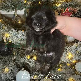 Pistachio - Black and tan male Pomeranian puppy in Plantersville, Texas from Endure Farm Inc