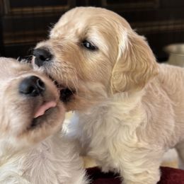 Goldendoodles from Westwind Goldendoodles