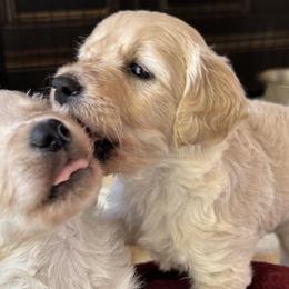 Goldendoodles from Westwind Goldendoodles