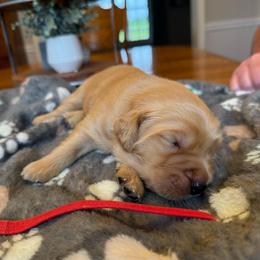 Red Boy - Golden male Golden Retriever puppy in Macy, Indiana from Macy Golden Meadows