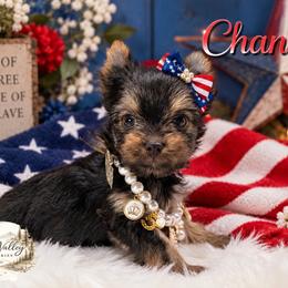 Chanel - Chocolate and tan female Yorkshire Terrier puppy in Austin, Texas from Rhine Valley Yorkies
