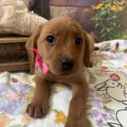 Pink ribbon female - Yellow female Labrador Retriever puppy in Newmanstown, Pennsylvania from Retrievers of Millbach
