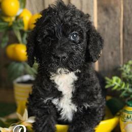 Poppy-red collar - Black female Saint Berdoodle puppy in Paw Paw, Michigan from ProAct Canines