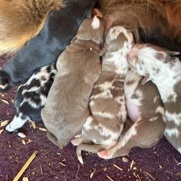 Red Bi Color Male - 1600 - Red & white male Australian Shepherd puppy in Morristown, Tennessee from Lakeway Farms