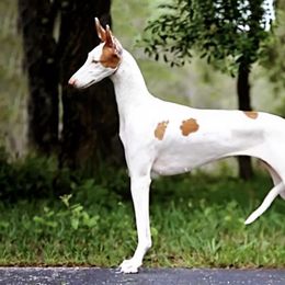 Faline - Ibizan Hound