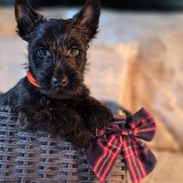 Red Brindle Male - Red brindle male Scottish Terrier puppy in Eva, Alabama from Schulte's  Scottish Terriers