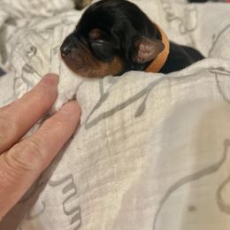 Orange boy - Blue and gold male Yorkshire Terrier puppy in Palm Bay, Florida from Bricriu Kennels, Reg.