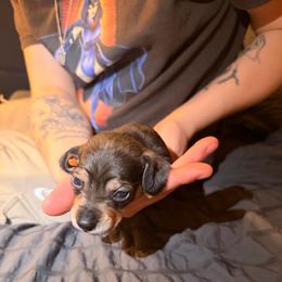 Lucas (blue) - Wild boar and cream male Dachshund puppy in Modesto, California from Once Upon a Mini Dachshund