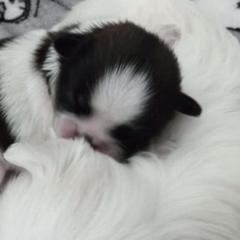 Shichon and Shih Tzu Puppies from Angie’s Teddy Bear Puppies Minnesota