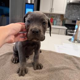 Solid Gray Female 2 - Gray female Cane Corso puppy in Knoxville, Tennessee from Crowned Corso