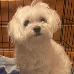 Bernedoodles, Goldendoodles, and Maltese from Caudle Kennel