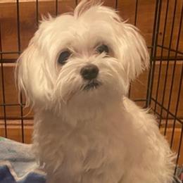 Bernedoodles, Goldendoodles, and Maltese from Caudle Kennel