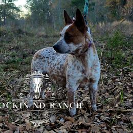Hennessey - AKC - Australian Cattle Dog