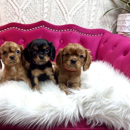 Cavalier King Charles Spaniel Puppies from Ohana Cavalier King Charles Spaniels