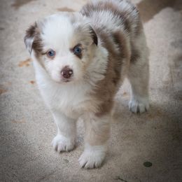 Red merle - Red merle female Australian Shepherd puppy in Bloomfield, New York from Wayward Trails Kennel