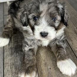 Sven - male Australian Mountain Doodle puppy in Jerome, Idaho from Tolman Acres