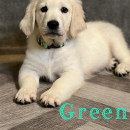 Golden Retriever Puppies from Ashrose Kennels