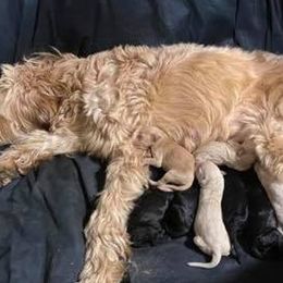 Goldendoodles from Tanisha May
