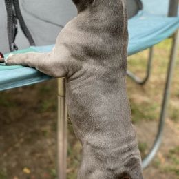 American Bullies from SheShed Bully Camp