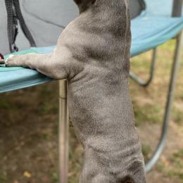 American Bullies from SheShed Bully Camp