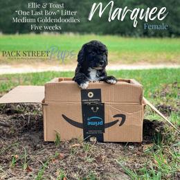 Marquee - Phantom female Goldendoodle puppy in Paxville, South Carolina from Pack Street Pups