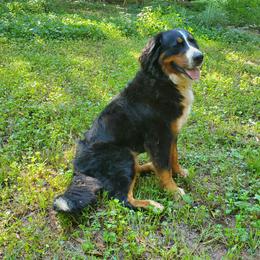 Sophie - Bernese Mountain Dog