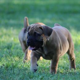 Petunia (Purple) - Brown female Boerboel puppy in Shawnee, Oklahoma from TXT Boerboels